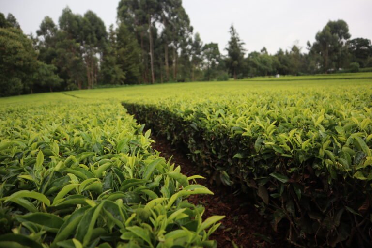 Climate-Smart Agriculture: Momul Tea Factory’s Role in Sustainable Farming