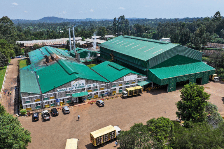 The Journey of Black CTC Tea at Momul Tea Factory